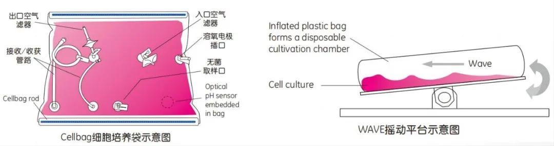 一次性生物反應(yīng)袋Cellbag